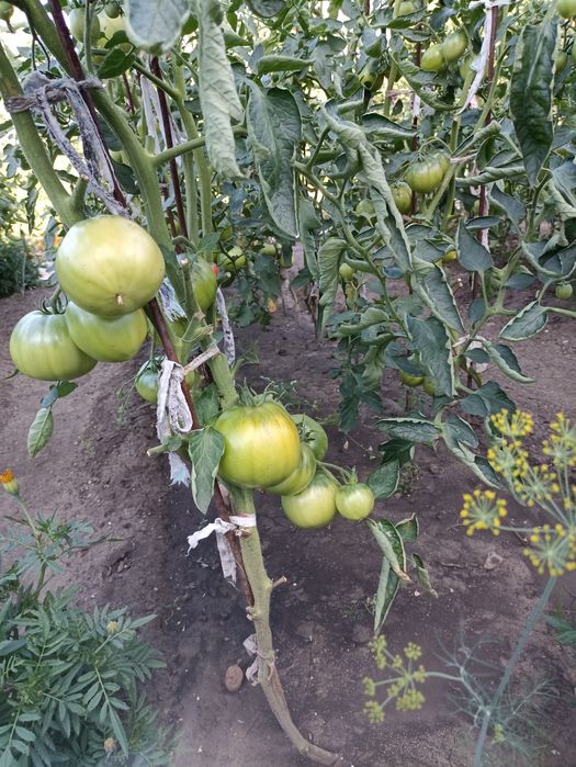 Продам рассаду помидор