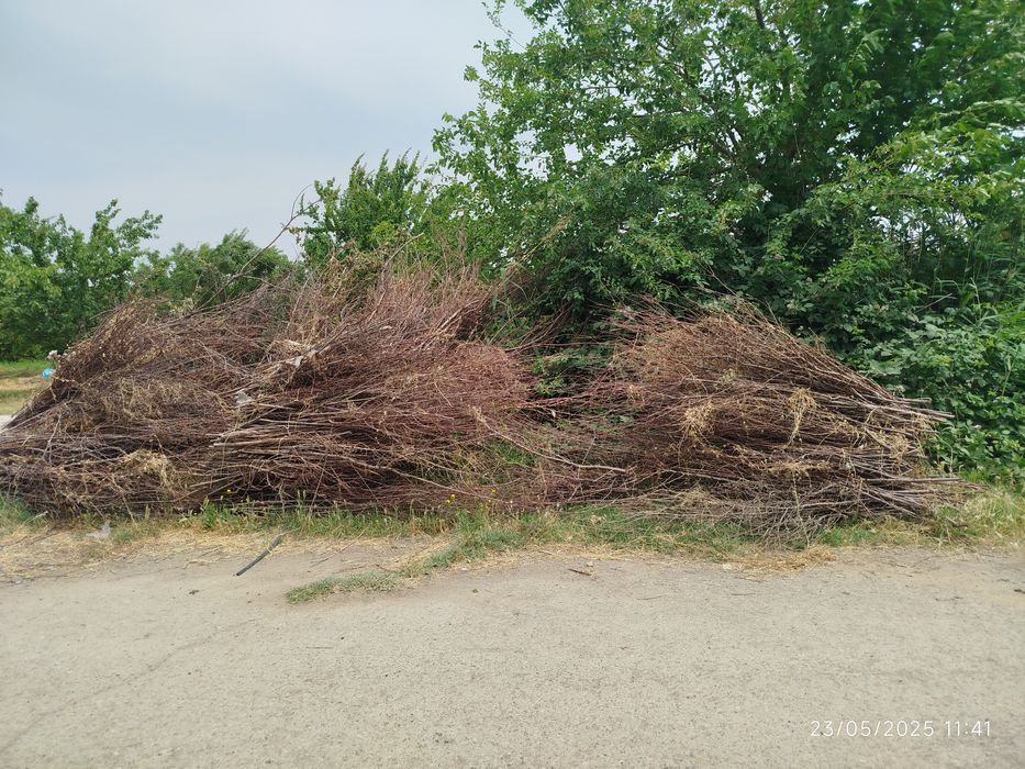 Mevali daraxtlarni shoxlari bogʻlab qoʻyilgan tayyor