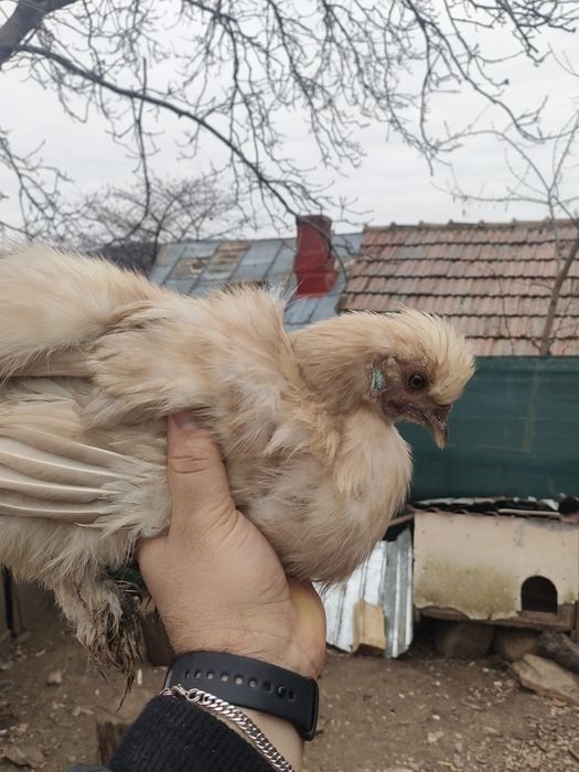 Standard si jucători, mătase japoneză