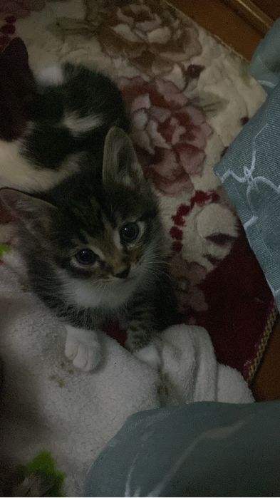 2 мальчики, котенки