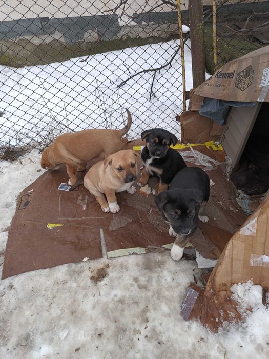 Donez căței Giurgiu