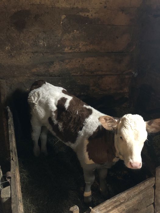 Vițea de vânzare .