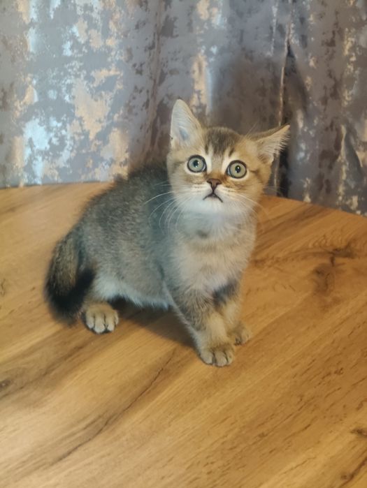 Котята от Шиншиллы