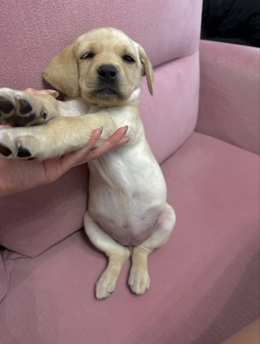 Лабрадор в добрые руки