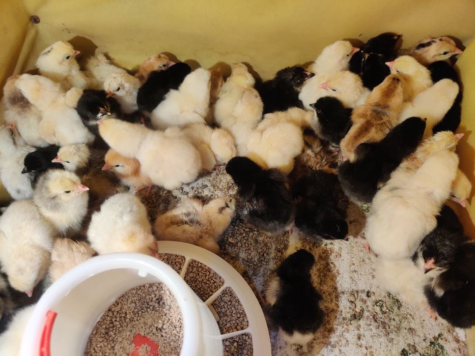 Цыплята однодневный