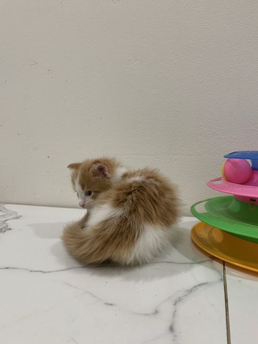 Девочки мейнкун с родословными