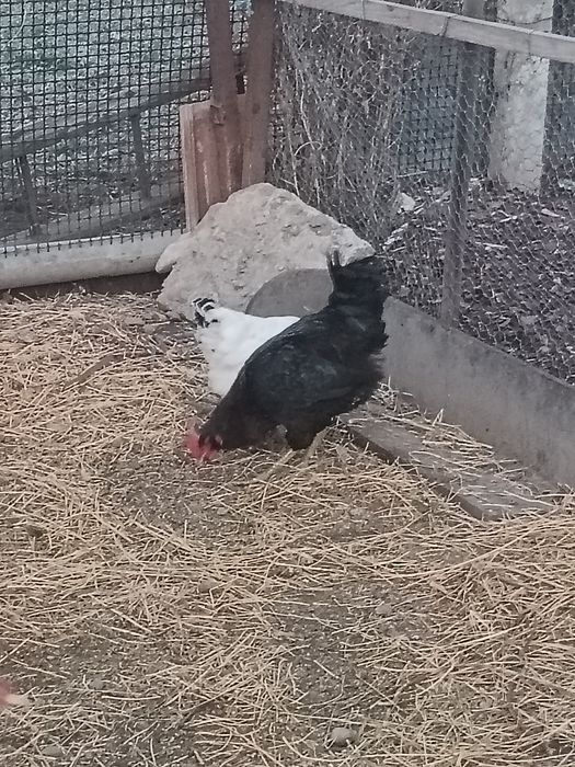 Cocoși Tineri De Ținut Sau Tăiat