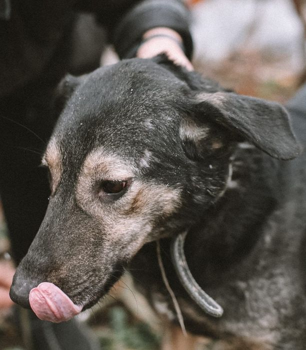 Собака в добрые руки