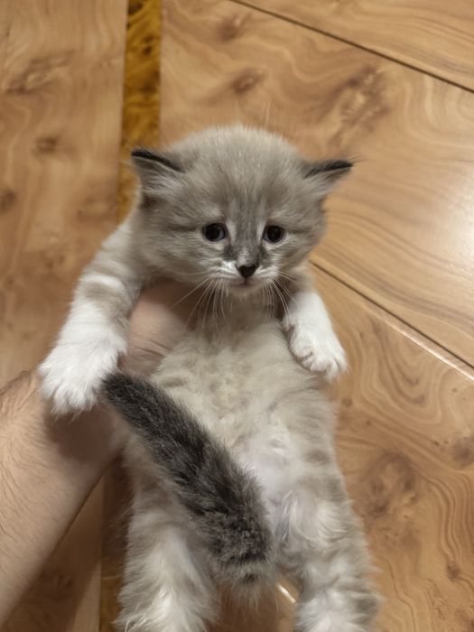 Продам породистых котят