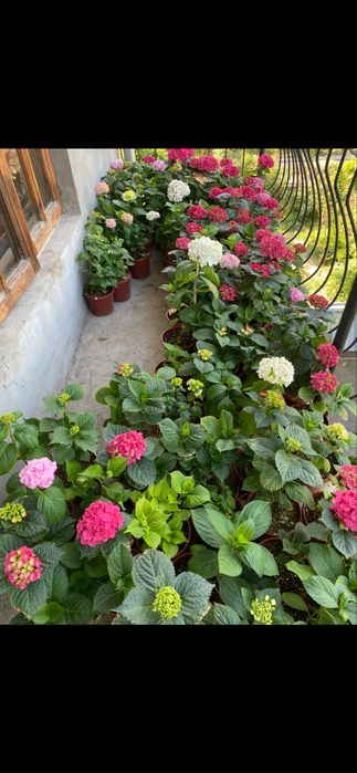 Гортензия 60,100,120 минг сум