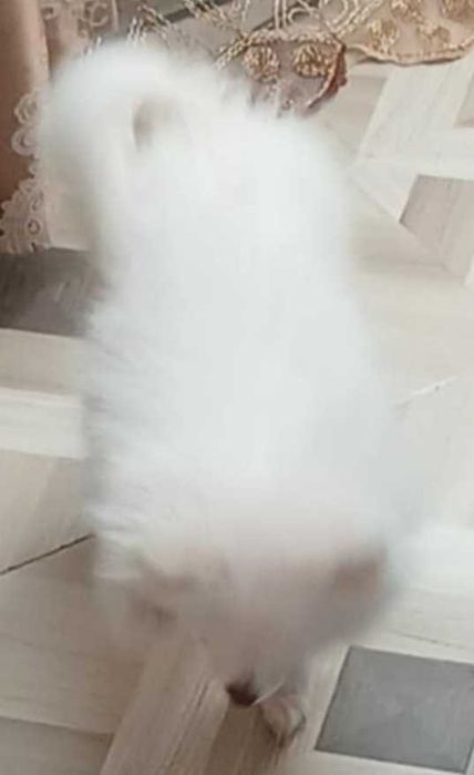 Бяло мини шпиц кученце – женско, 5 месеца