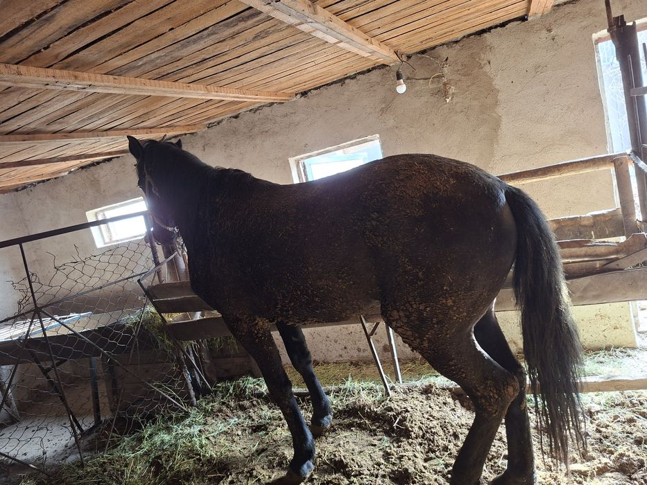 Жылқы соғымға или на племя