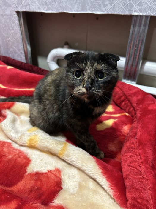 Отдам кошку в добрые руки