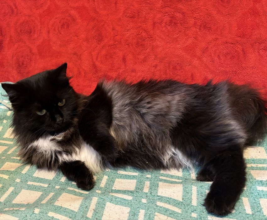 Красавица и умница ищет дом