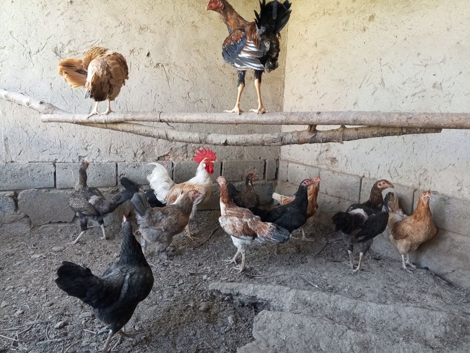Tovuqlar sotiladi