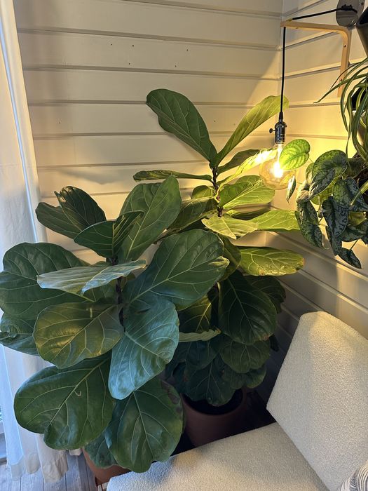 Фикус ЛИРАТА, взрослые деревья