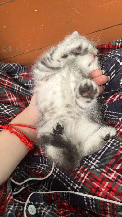 Котята Шотландцы