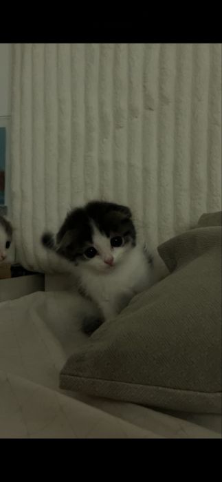 Шотландский котенок1