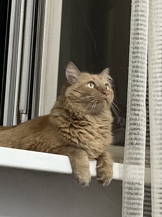 Отдам кота Бесплатно