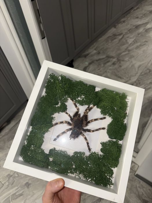 Vand decoratiune speciala tarantula impaiata mare in rama tablou suvenir cadou special insecta exotica cu muschi stabilizat vopsit