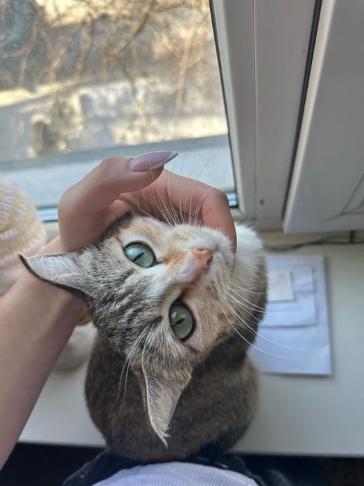 Отдаём котёнка и кошку