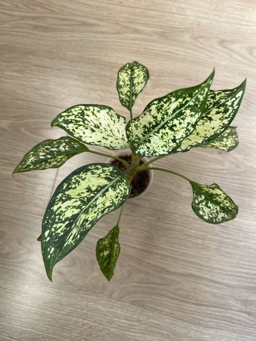 Аглаонема, разные сорта