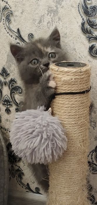 Продается страйт