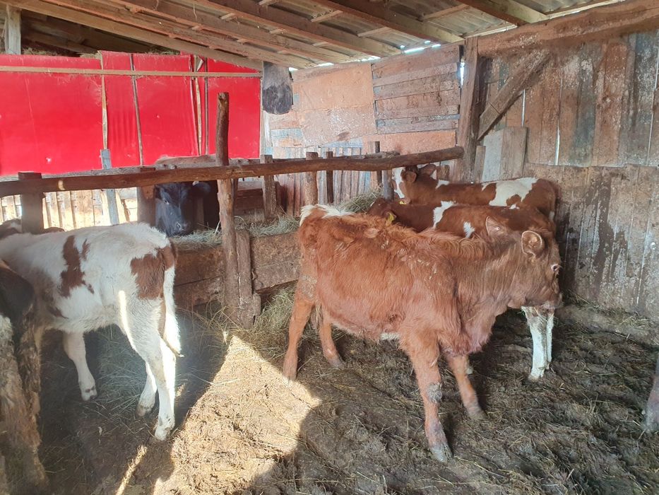 Vand 5 vitele si 2 taurasi