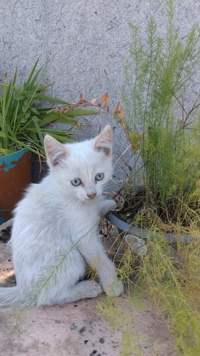 Котята маленькие