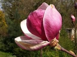 Магнолия Леней  (НОВО!) 100/120см