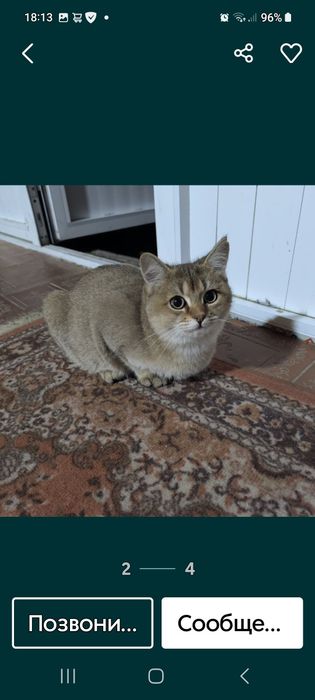 Шиншила боласи сотилади арзон нархда.