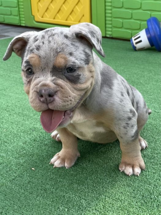 Американский булли