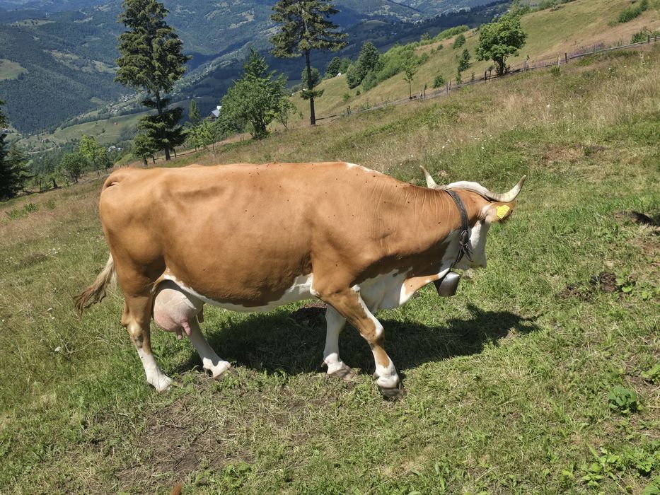 Vaca cu vitel si juninca