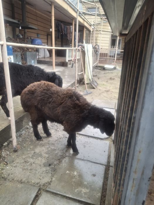 Тоқтылар бар семиз