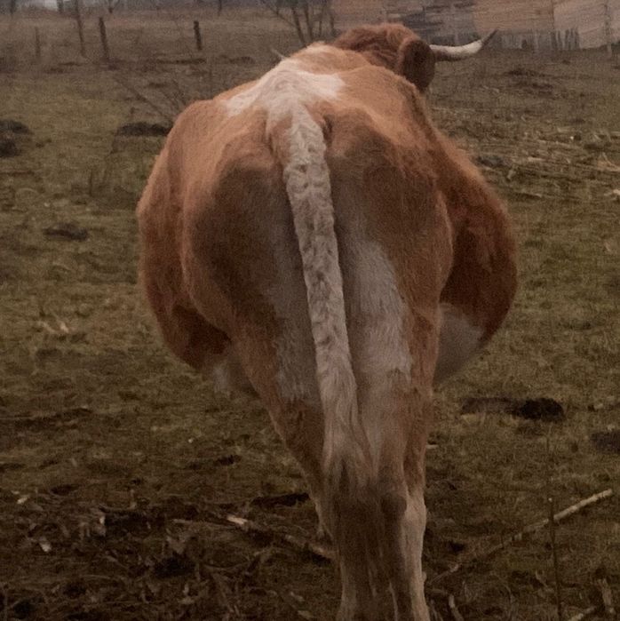 Vând vacă gestantă