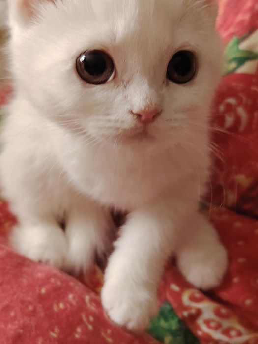 Селкирк Рекс котёнок, девочка