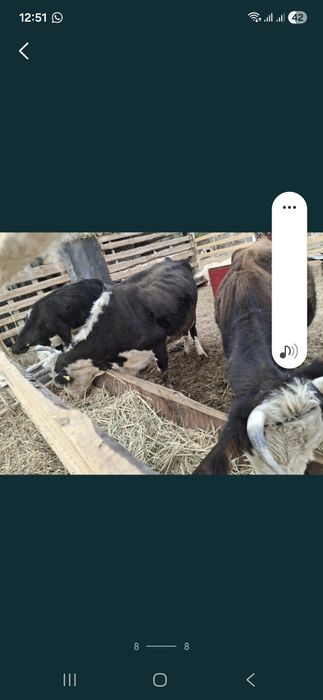 Басбақ сиыр сатылады срочно