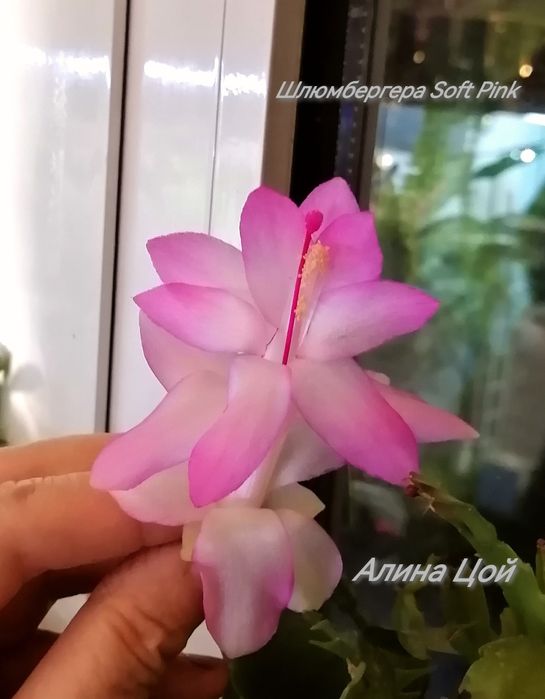 Сортовая Шлюмбергера (декабрист) С БУТОНАМИ Soft Pink.