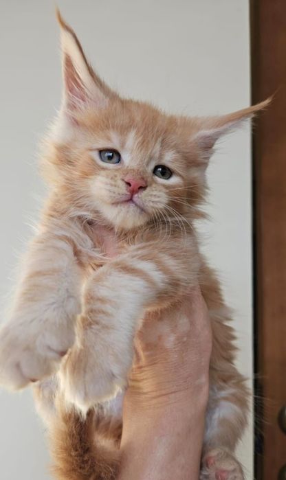 Шикарные Котята Мейн-кун в Рассрочку!