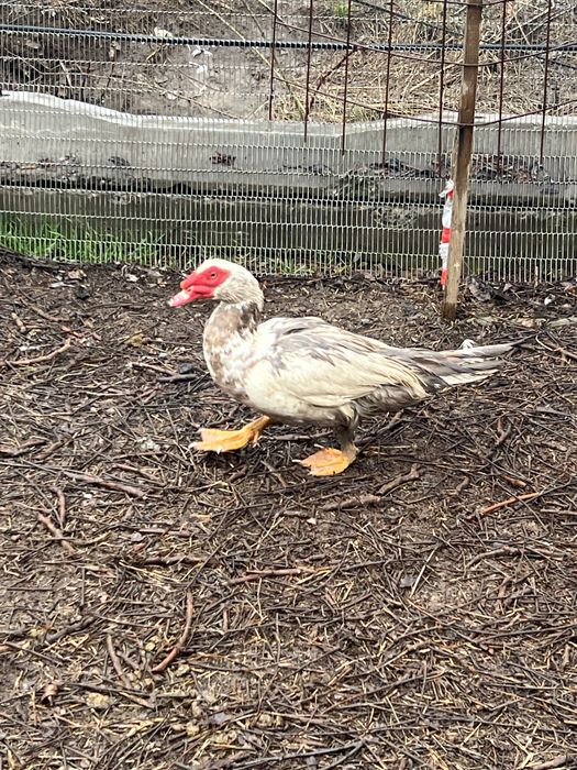 De vanzare rațe leșești