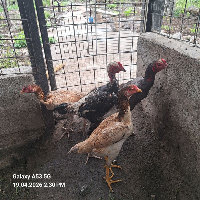 Продам 2 пары даканов