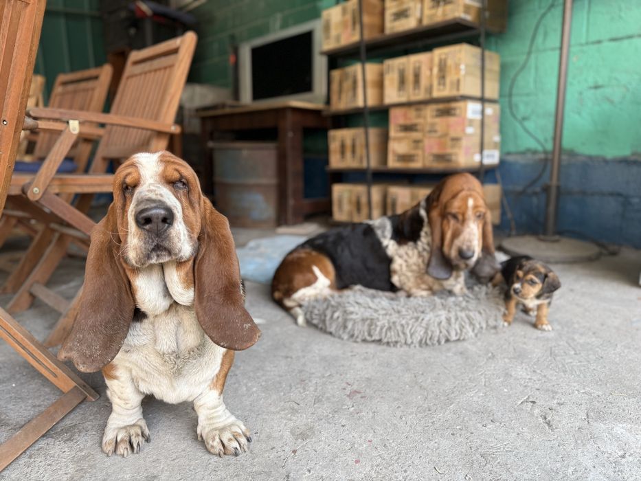 Продам Бассет Хаунд