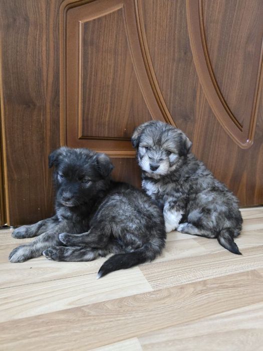 Девочки малышки ищут своих мам-пап!