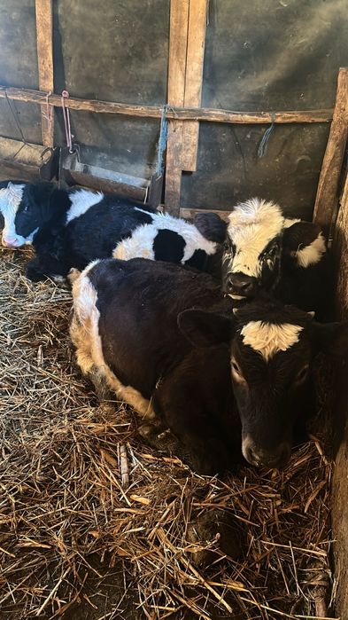 Vand 3 vitele diferite rase