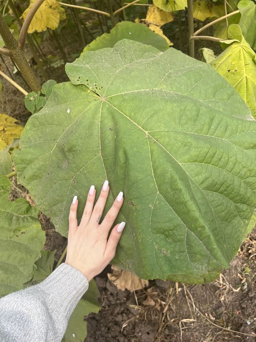 PAULOWNIA  Shantong Butasi