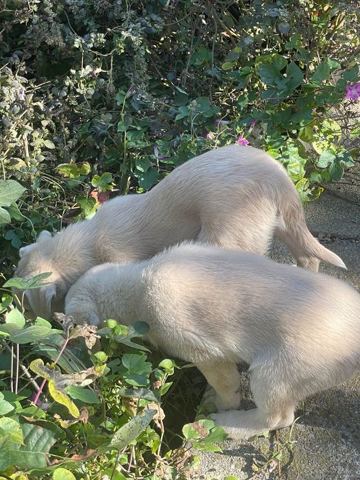 Cățeluși talie medie 2.5 luni