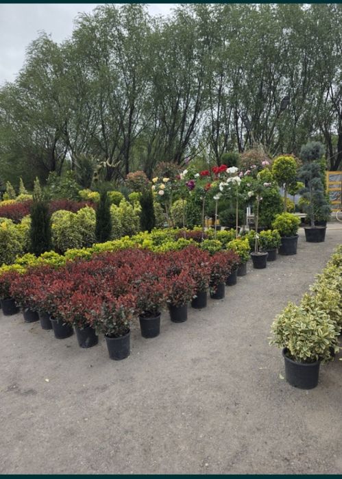 Gazon ruloni uruğ xam sepish landshaft dizayni xizmatlari