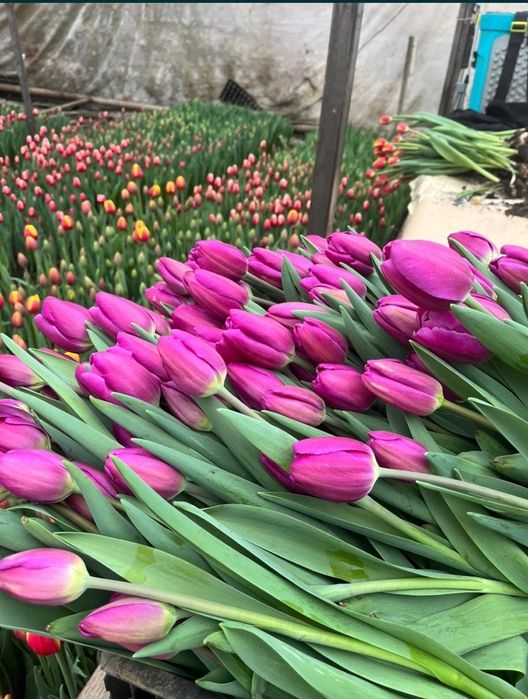 2026 ТЮЛЬПАНЫ оптом и в розницу