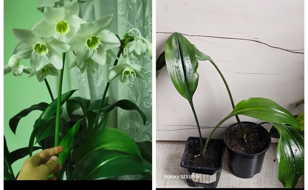 Неприхотливые цветы