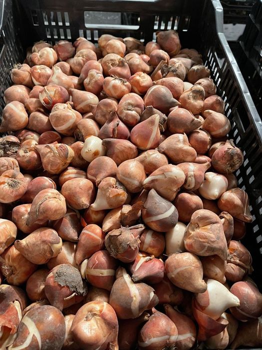 Лукавицы тюльпана